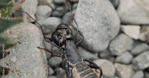 Spotted A Thelyphonida Or Whip Scorpion Crawling On The Stones On The Ground - close up shot photo