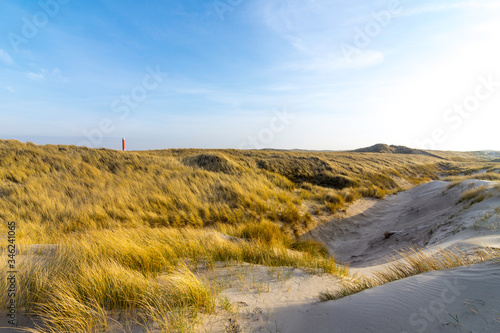 Dunes in the morning sunlight. Grasses grow on the hilltops. In the blue sky  white clouds move to the sea. Beach in the netherlands near the island texel.