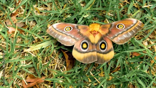 Polyphemus moth with beautiful patterns sitting on grass, seemingly shivering photo