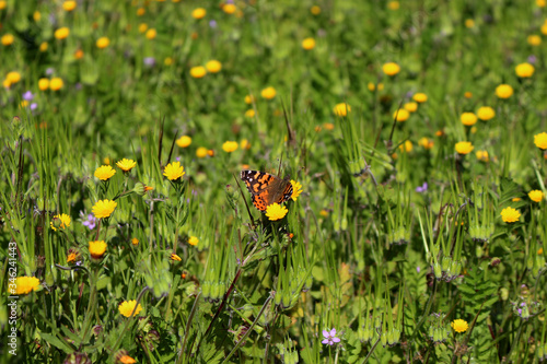 Butterfly on wild grass
