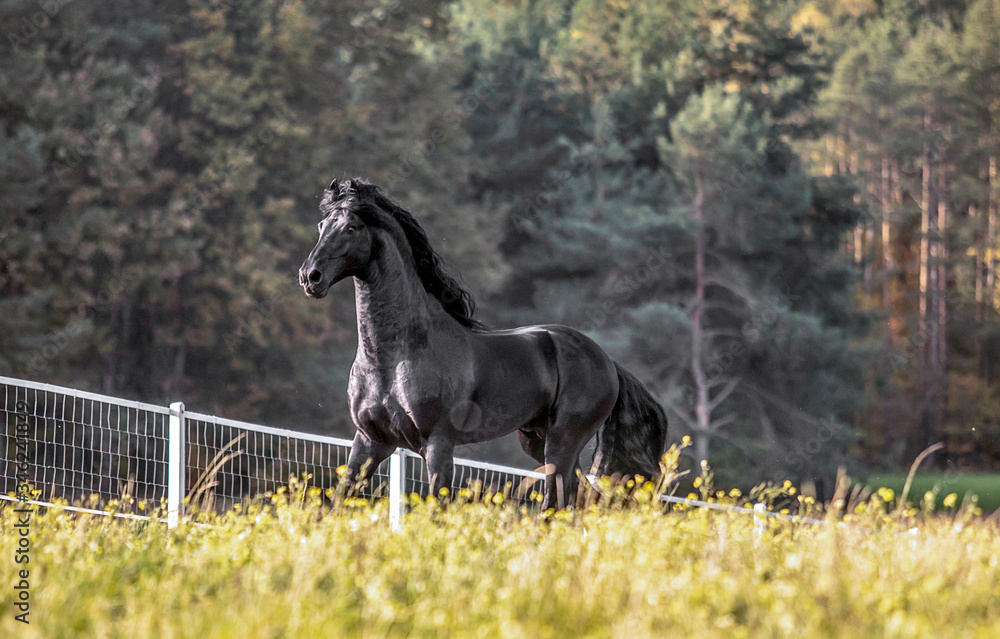 Beautiful black horse. The Friesian stallion gallops in the autumn meadow in the sun Beautiful black horse. The Friesian stallion gallops in the autumn meadow in the sun