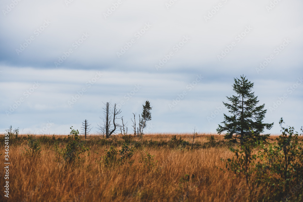 Moorland landscape of the High Fens in autumn, Belgium.. Moorland landscape of the High Fens in autumn, Belgium..