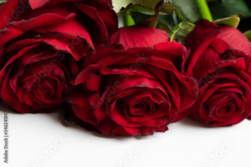 Red roses on a white background close-up. Plenty of room for text.
