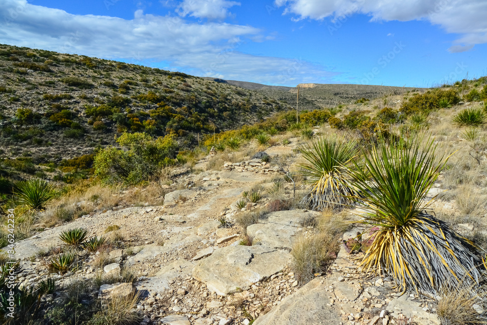 Agave, yucca, cacti and desert plants in a mountain valley landscape in New Mexico,
