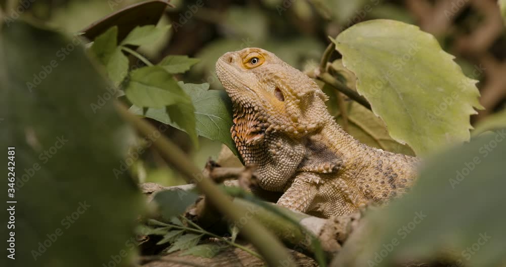 Portrait Of Bearded Dragon Lying On The Ground And Looking Up On Its Habitat. - close up shot Portrait Of Bearded Dragon Lying On The Ground And Looking Up On Its Habitat. - close up shot