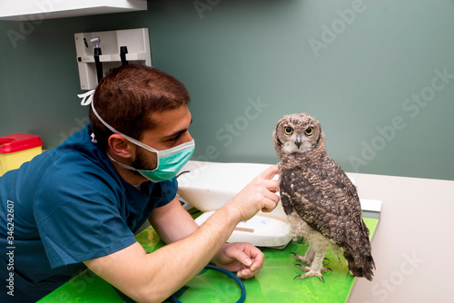 exotic vet