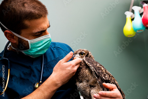 exotic vet