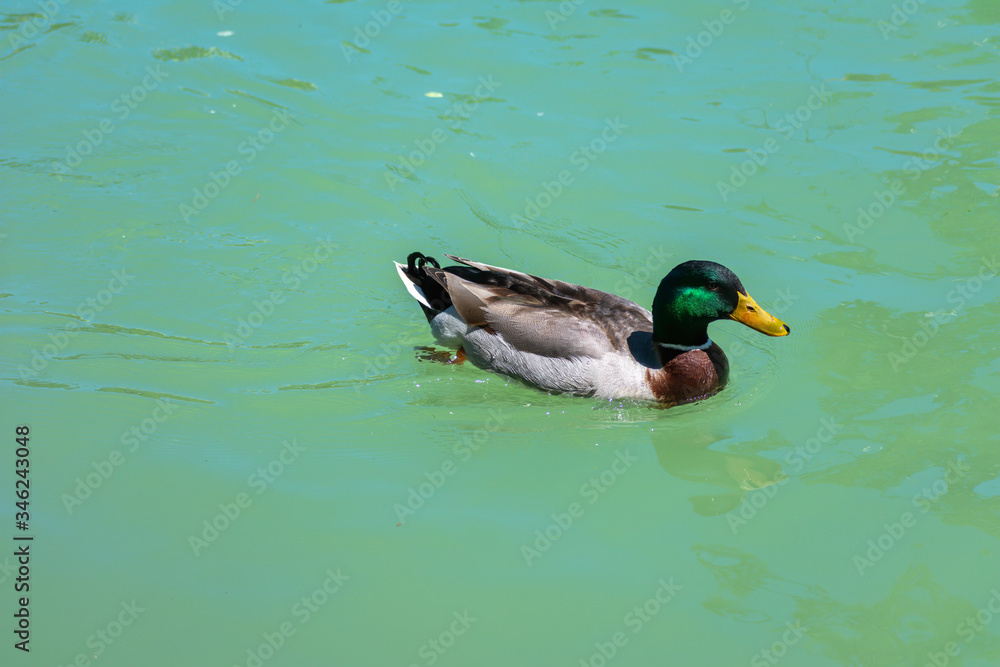 Obraz premium duck swimming in a river, family of ducks swimming together and looking for food