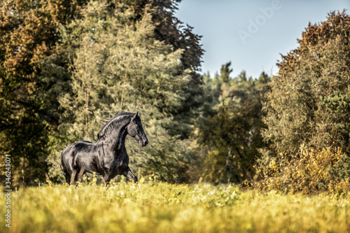 Beautiful black horse. The Friesian stallion gallops in the autumn meadow in the sun © agnieszka