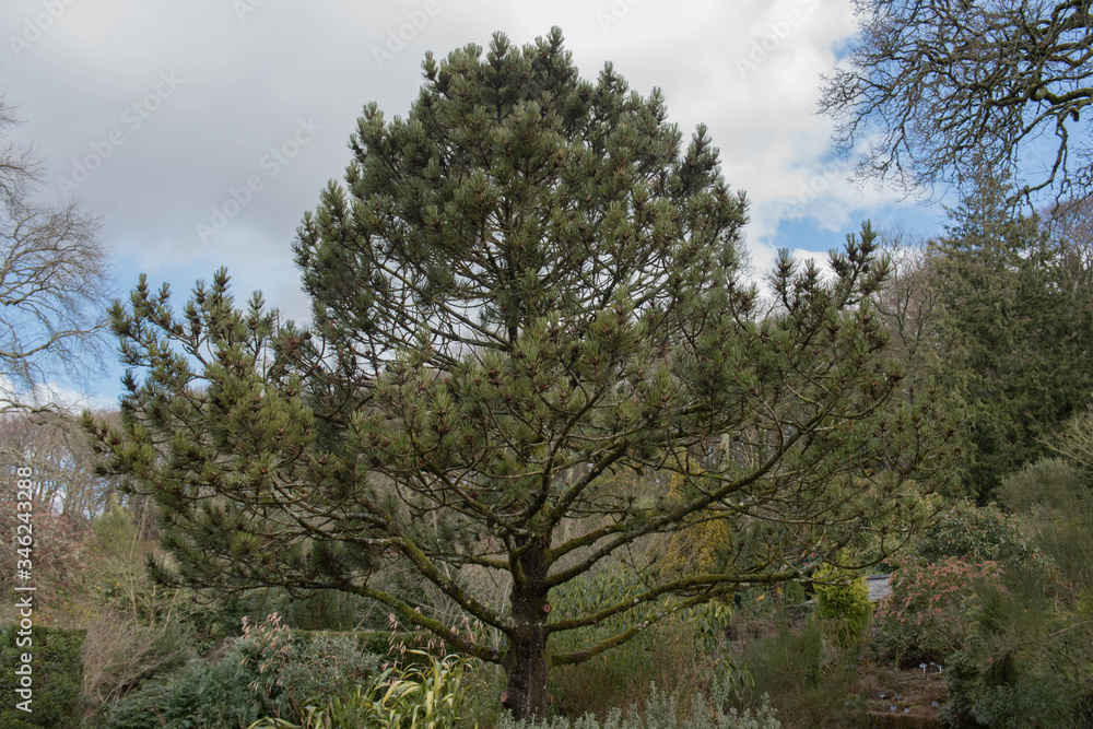 Green Foliage and Cones off Evergreen Coniferous Heldreich's Pine or Bosnian Pine Tree (Pinus heldreichii) Growing in a Garden in Rural England, UK Green Foliage and Cones off Evergreen Coniferous Heldreich's Pine or Bosnian Pine Tree (Pinus heldreichii) Growing in a Garden in Rural England, UK