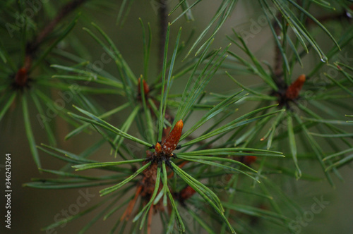 pine tree branch