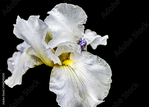 Purple Tinged White Iris