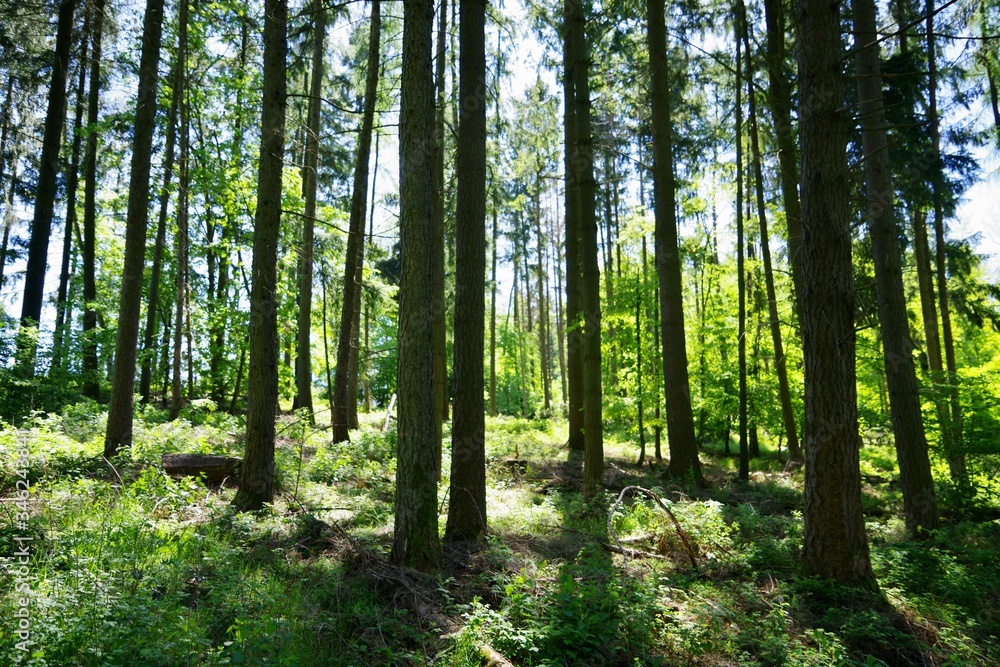 Waldlichtung