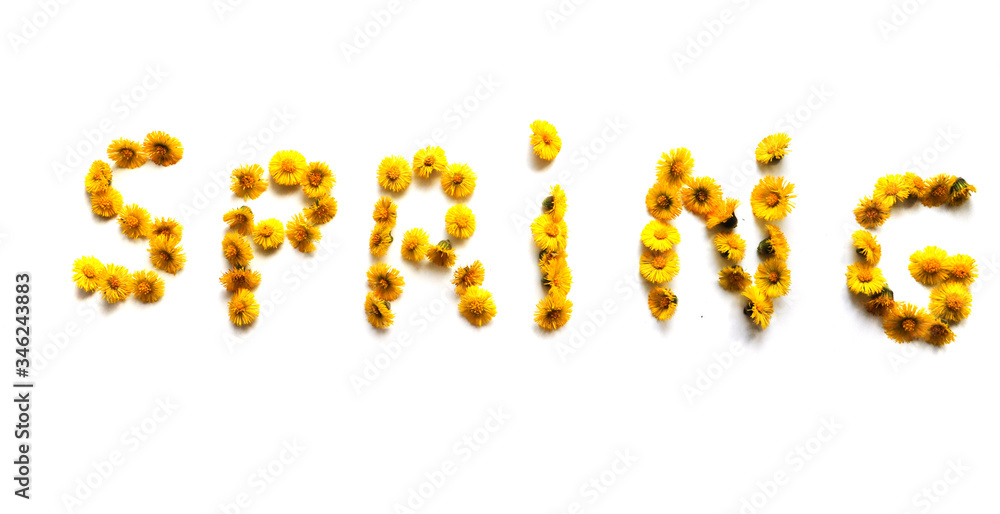 letters of yellow flowers, the word spring, isolated on a white background letters of yellow flowers, the word spring, isolated on a white background