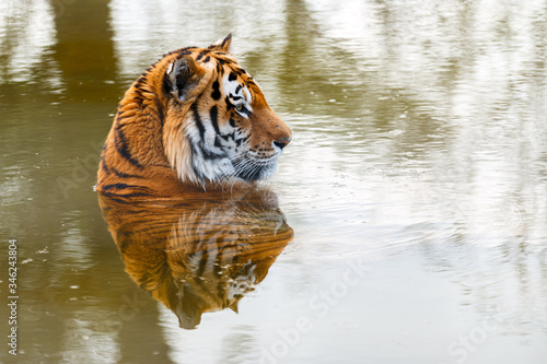 Bengal tiger In Water
