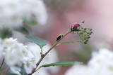 Ladybug on green leaf and green background