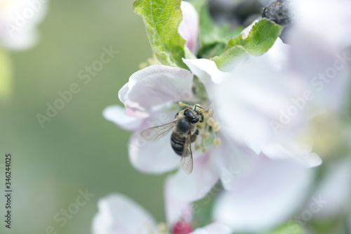 Bee picking pollen from apple flower