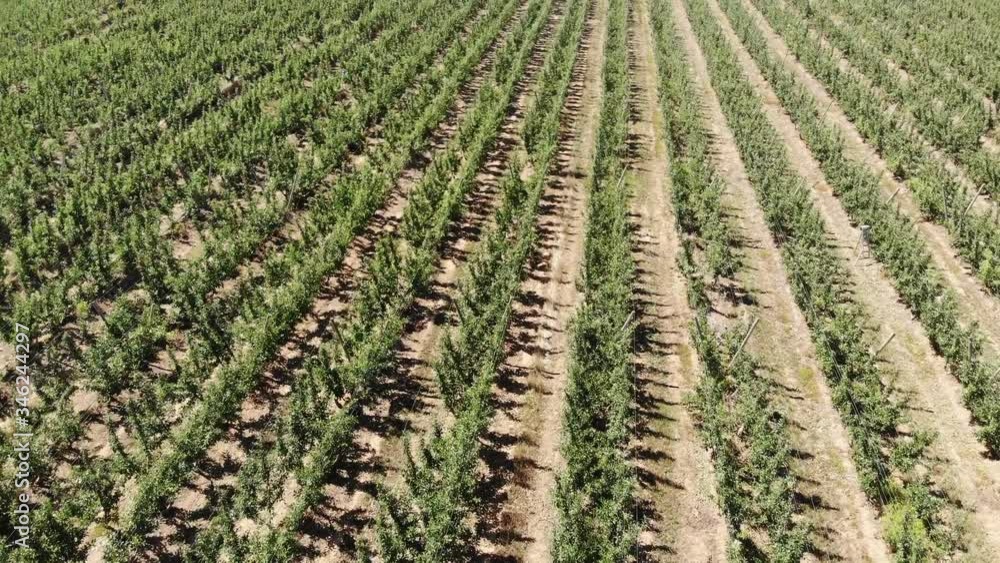 apple orchard filmed by drone in summer, top view and front slide, Australia apple orchard filmed by drone in summer, top view and front slide, Australia