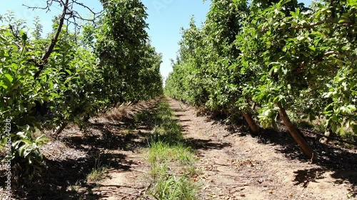 apple orchard filmed by drone in summer, view inside the trees, Australia photo