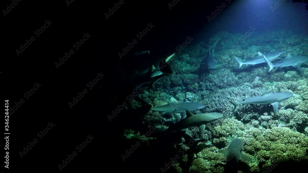 Sharks hunting at night on coral reef with sport light directly from above Sharks hunting at night on coral reef with sport light directly from above