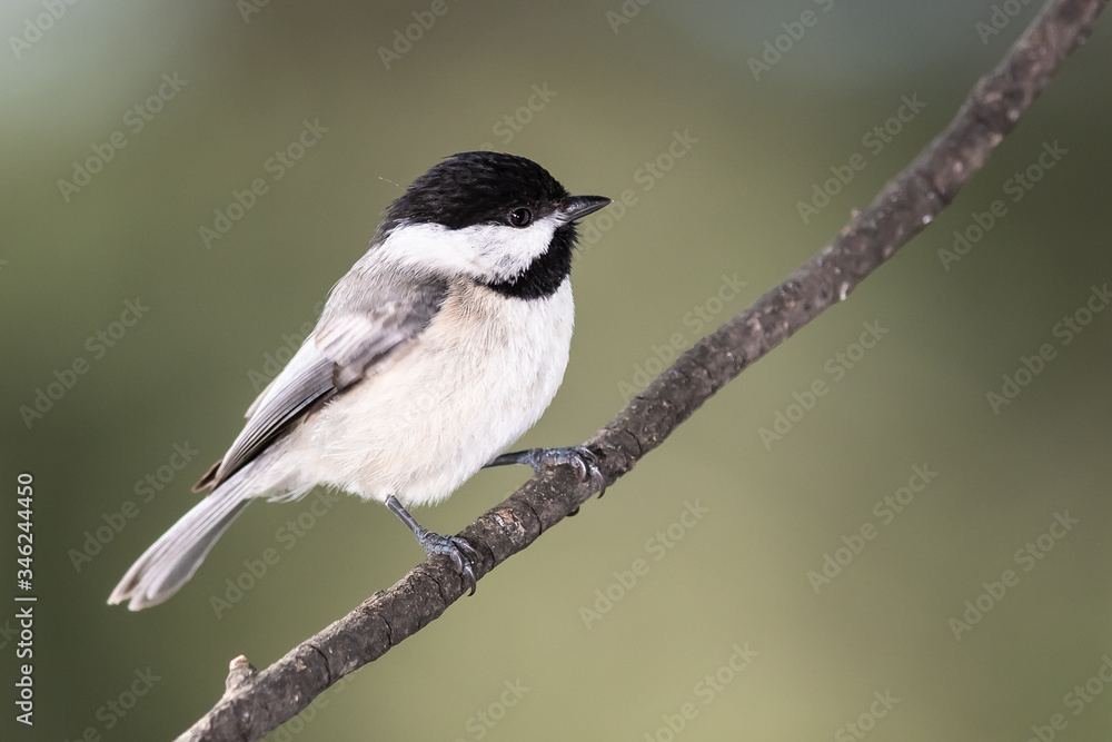 Carolina Chickadee Perched on a Slender Branch Carolina Chickadee Perched on a Slender Branch