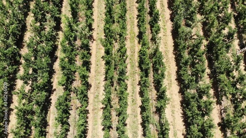 apple orchard filmed by drone in summer, top view and slide to the left, Australia photo