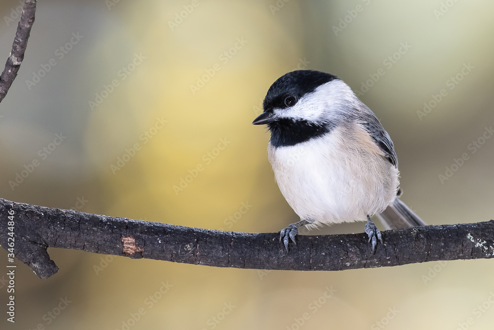 Naklejka premium Carolina Chickadee Perched Delicately on a Slender Branch