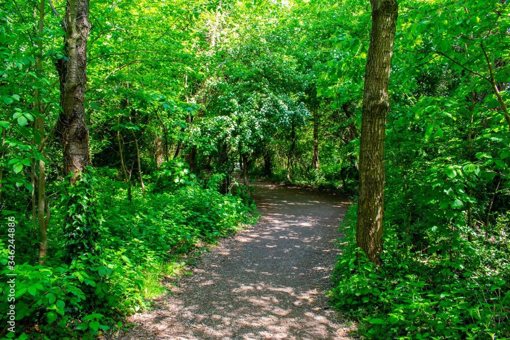 Obraz premium Footpath in deep shadow forest, sunshine over trees in Cave Hill Country Park, Belfast, Northern Ireland 