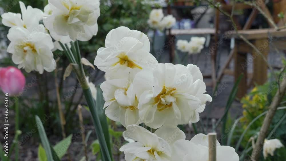 Pan across peaceful white rural garden flower blossoms scene down to gravel pathway Pan across peaceful white rural garden flower blossoms scene down to gravel pathway