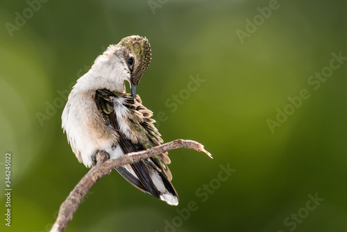 Foto Ruby Throated Hummingbird Preening While Perched Delicately on a Slender Twig