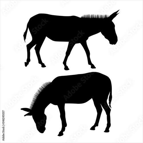 Set of silhouettes of two mules in black on a white background. Vector illustration of donkeys standing in different poses. Side view, in profile, full face. Image for eco banner, farm animals, zoo.