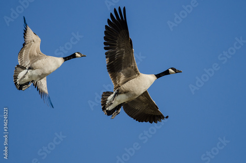 Pair of Canada Geese Flying in a Blue Sky