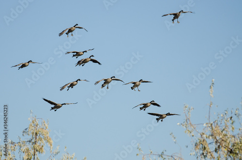 Flock of Canada Geese Coming in for Landing in a Blue Sky