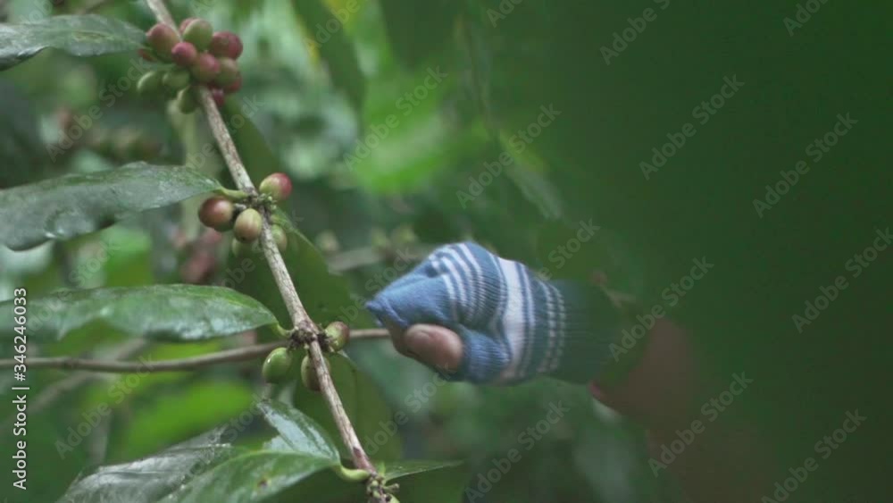Close up hand farmer picking coffee beans Close up hand farmer picking coffee beans