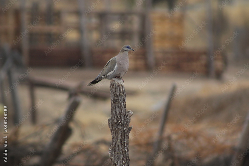 Fototapeta premium grey heron on a fence