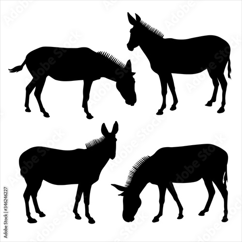 Set of silhouettes of four mules in black on a white background.  Vector illustration of donkeys standing in different poses. Side view  in profile.