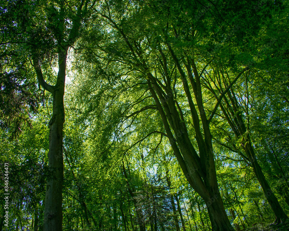 Sunlight trickling through the dense green canopy of forest or wood in the English Countryside. United Kingdom woodland landscape scenery. Sunlight trickling through the dense green canopy of forest or wood in the English Countryside. United Kingdom woodland landscape scenery.