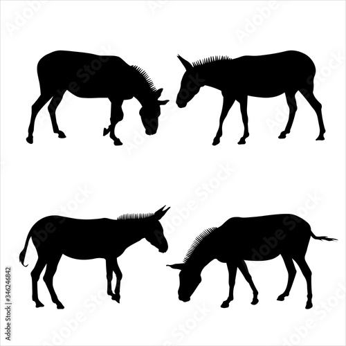 Set of silhouettes of four mules in black on a white background. Vector illustration of donkeys standing in different poses. Side view  in profile  full face. Image for eco banner  farm animals  zoo.