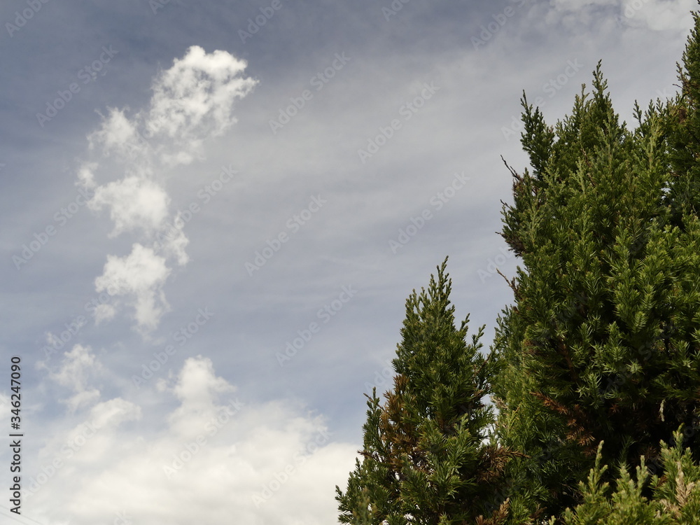 clouds and trees clouds and trees