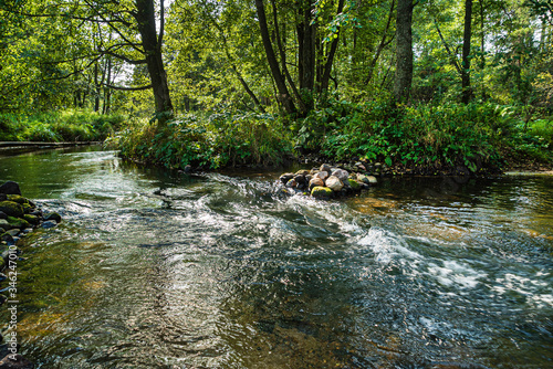 forest river in the Belarus