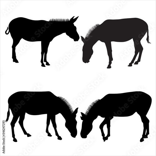 Vector illustration of donkeys standing in different poses. Set of silhouettes of four mules in black on a white background. Side view, in profile. Image for eco banner, farm animals, zoo.