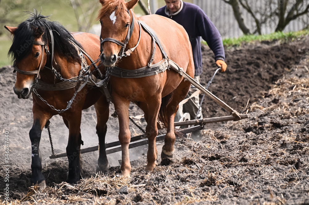 Obraz premium Man ploughing the field with horses