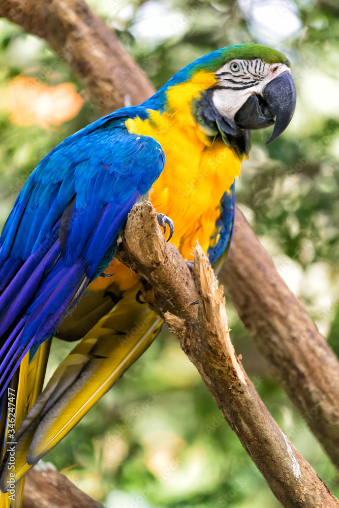 Obraz premium blue and yellow macaw