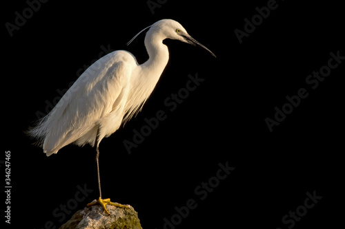 Little egret (Egretta garzetta), small white heron egret with black beak, long black legs and yellow feet, aquatic bird in natural habitat at the river rocks