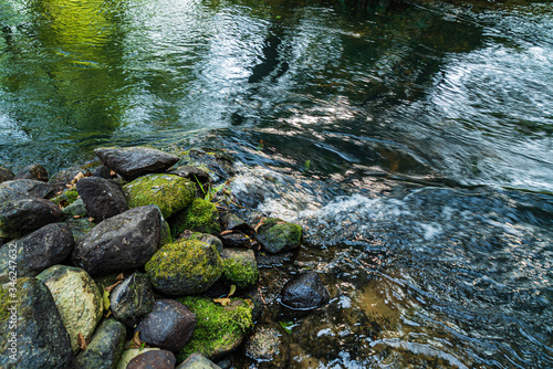 forest river in the Belarus