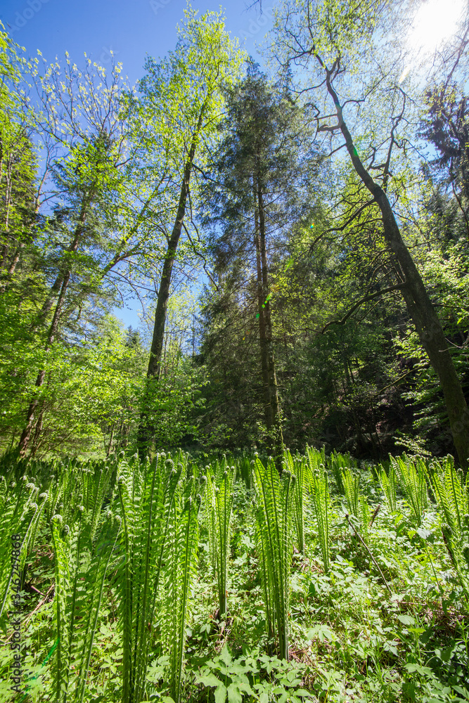 Fototapeta premium Farn im Frühlingswald