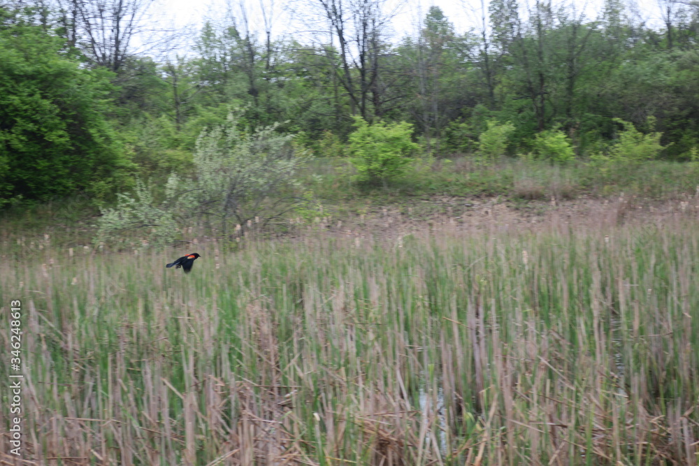 Red Winged Blackbird Flying Over Pond Cattails Red Winged Blackbird Flying Over Pond Cattails