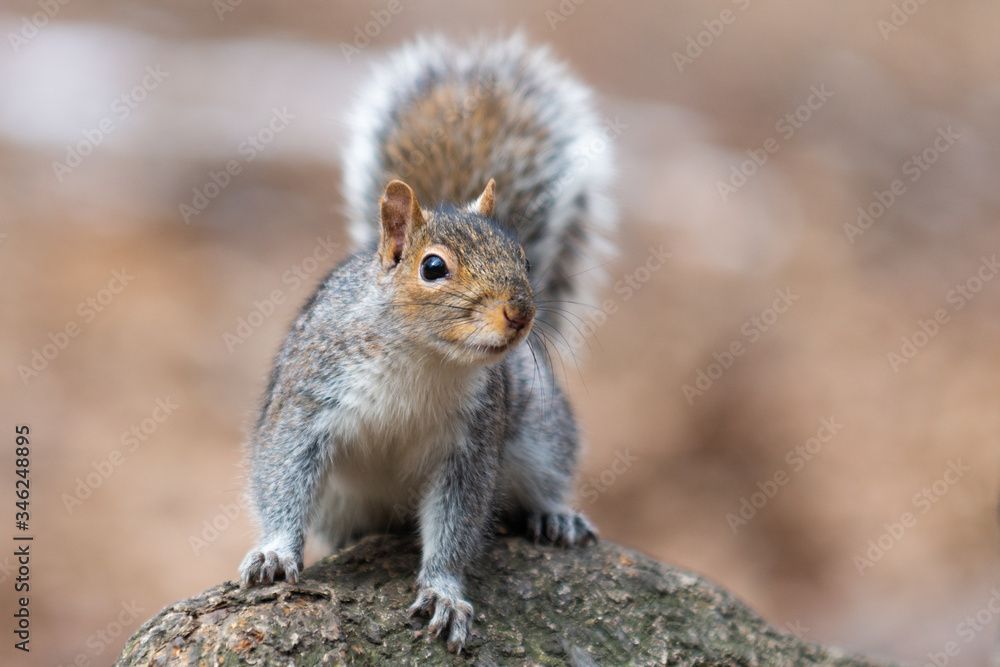 squirrel squirrel