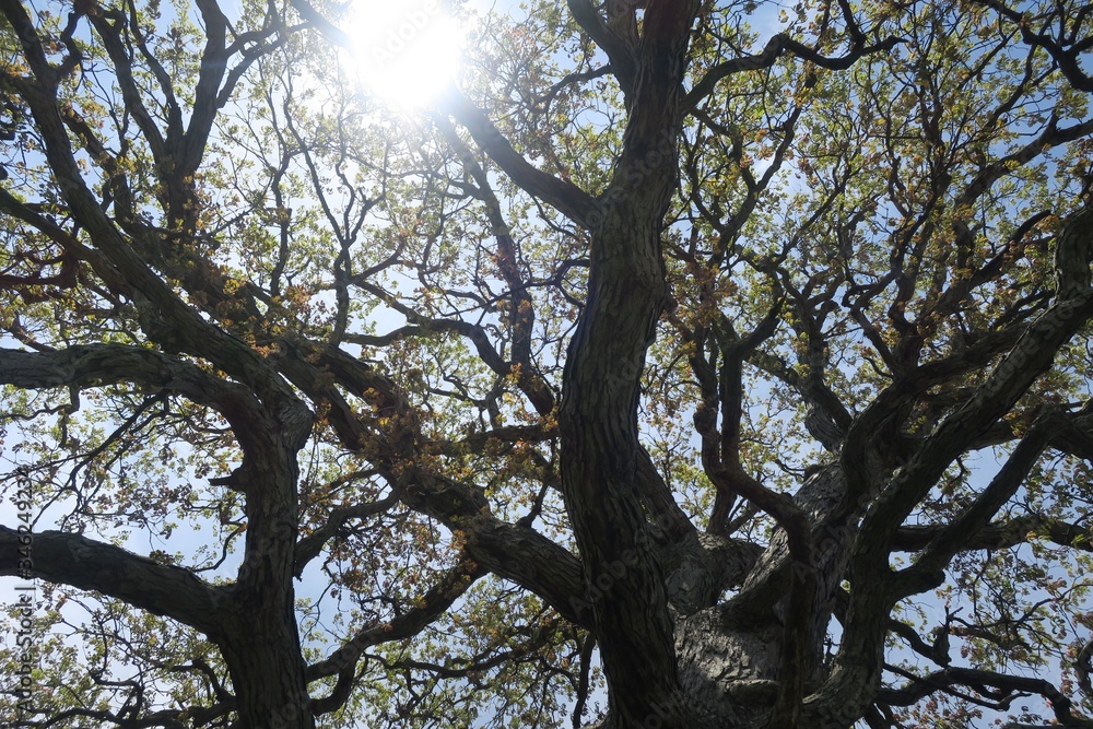 Obraz premium Looking Up Through Twisty Tree Branches