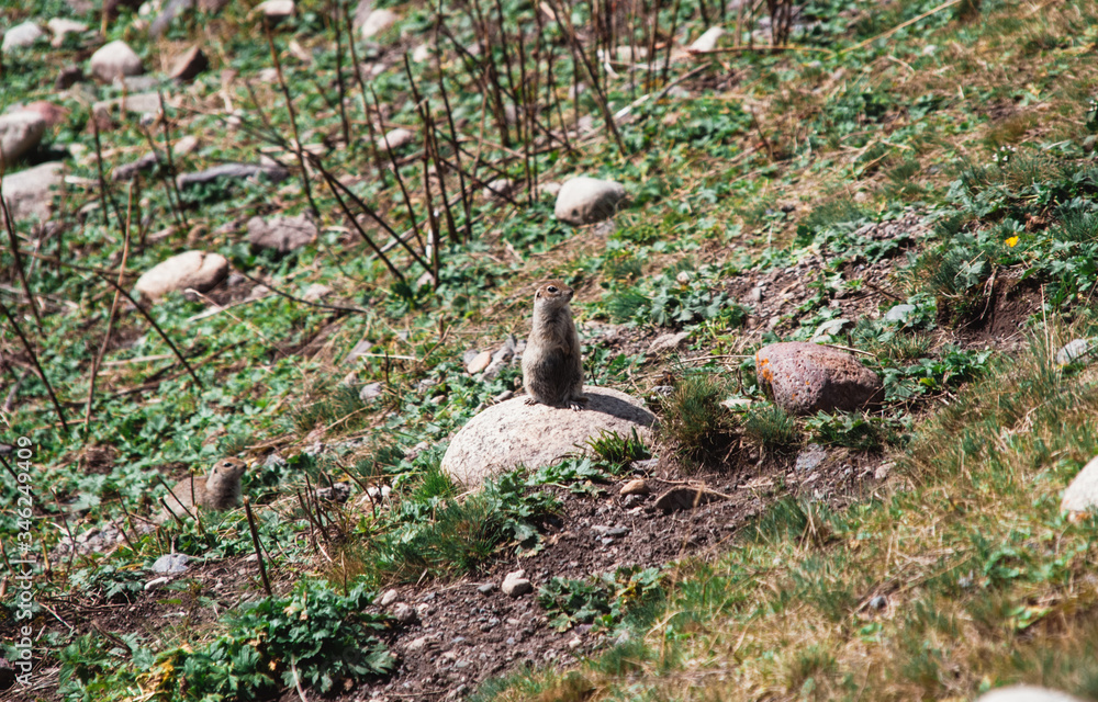 A gopher in the Elbrus national Park, a gopher sits and looks at you A gopher in the Elbrus national Park, a gopher sits and looks at you